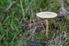 agrocybe_01_t1.jpg