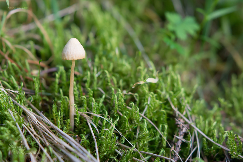 conocybe_01.jpg