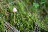 conocybe_01_t1.jpg