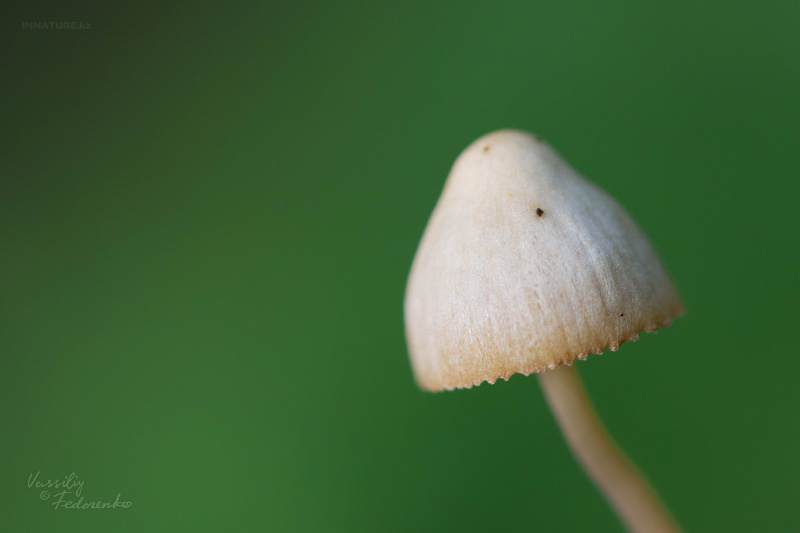 conocybe_02.jpg