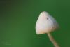 conocybe_02_t1.jpg