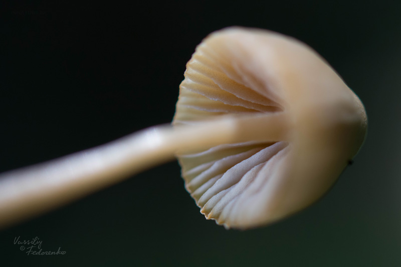 conocybe_03.jpg