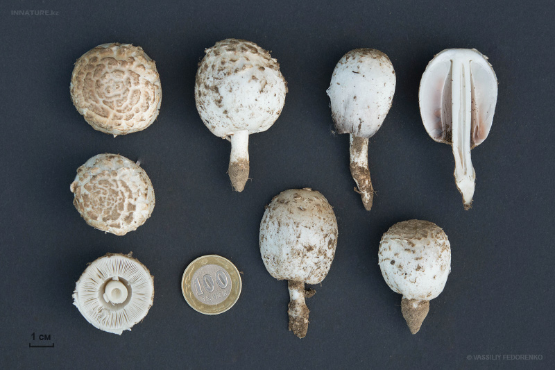 coprinus-01.jpg