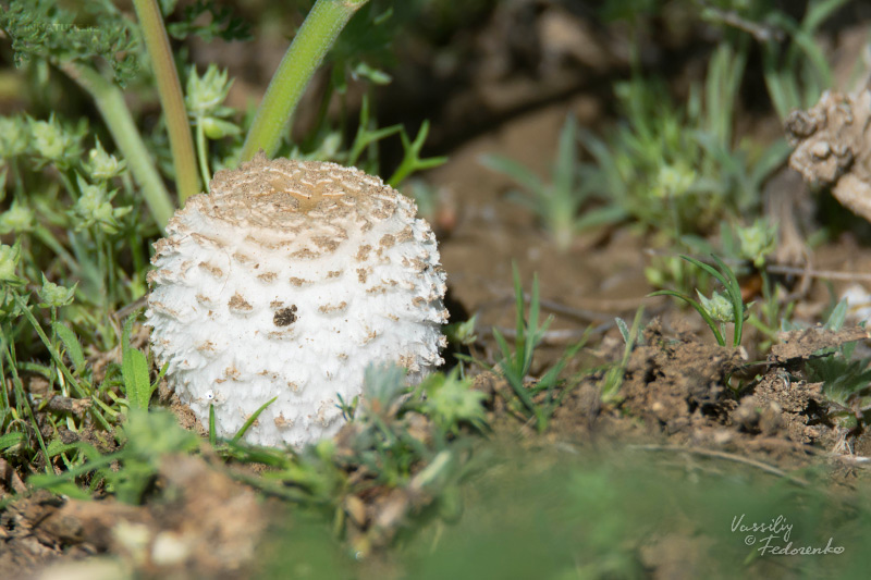 coprinus-02.jpg