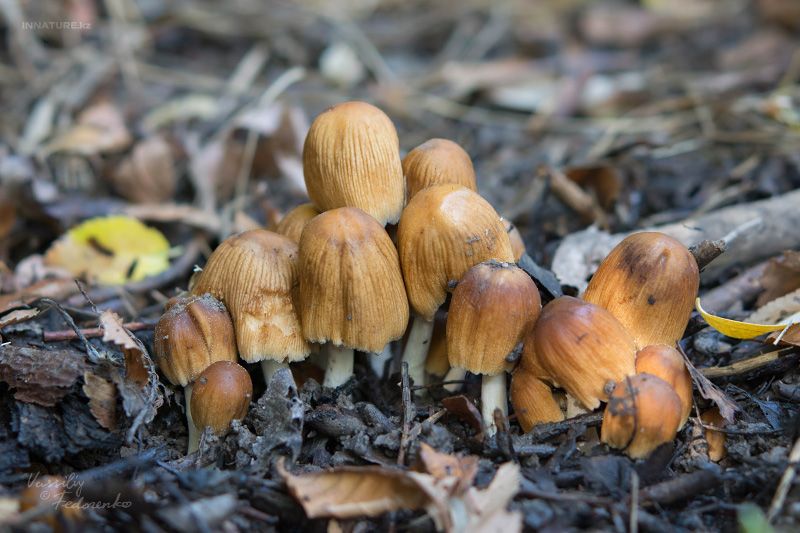 coprinus_01.jpg