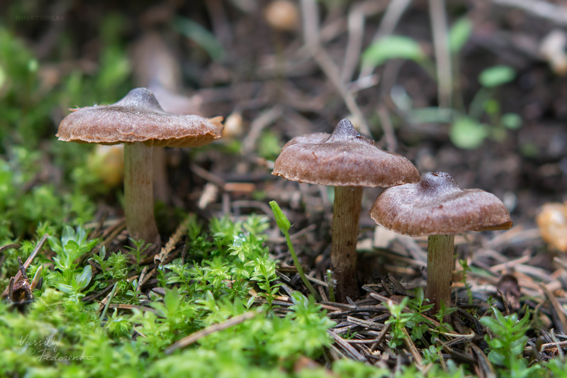 cortinarius_01.jpg