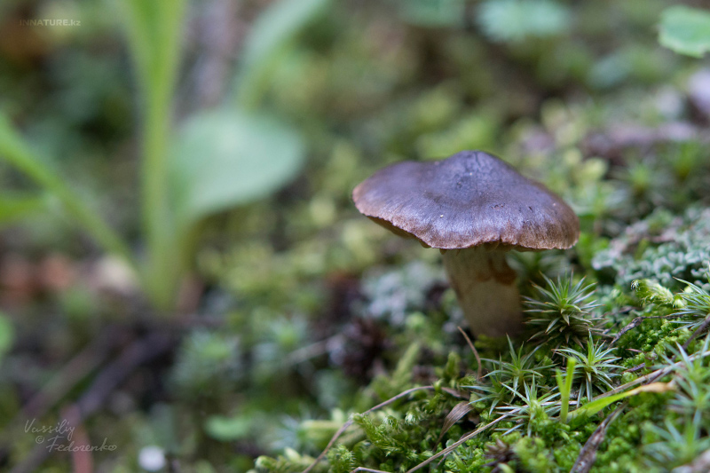 cortinarius_01_1.jpg