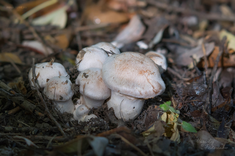 cortinarius_01_2.jpg