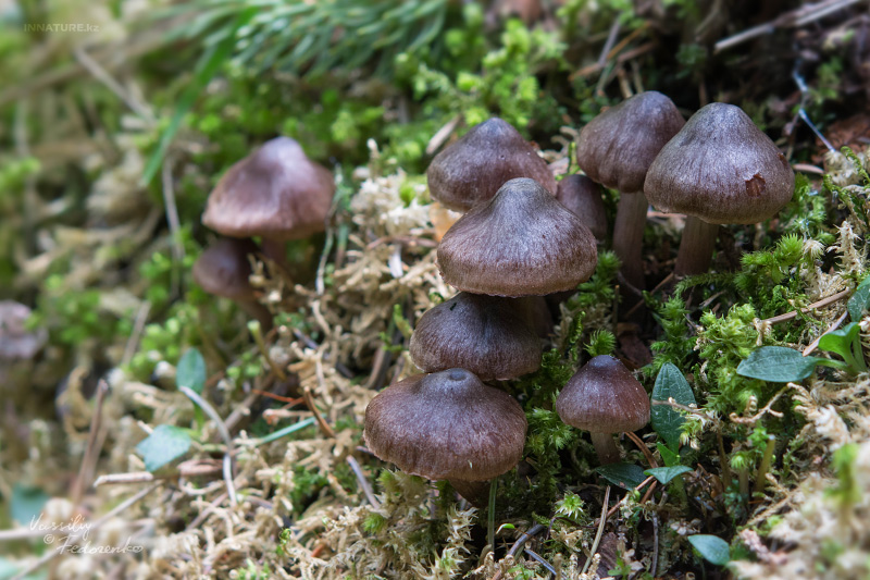 cortinarius_02.jpg