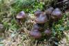 cortinarius_02_t1.jpg