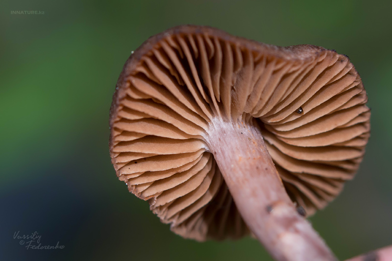 cortinarius_03.jpg