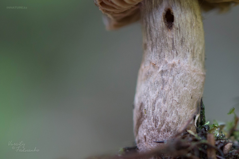 cortinarius_03_1.jpg