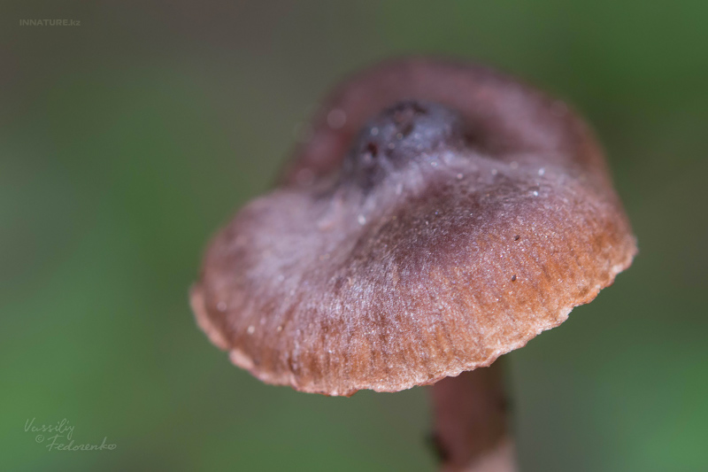 cortinarius_04.jpg