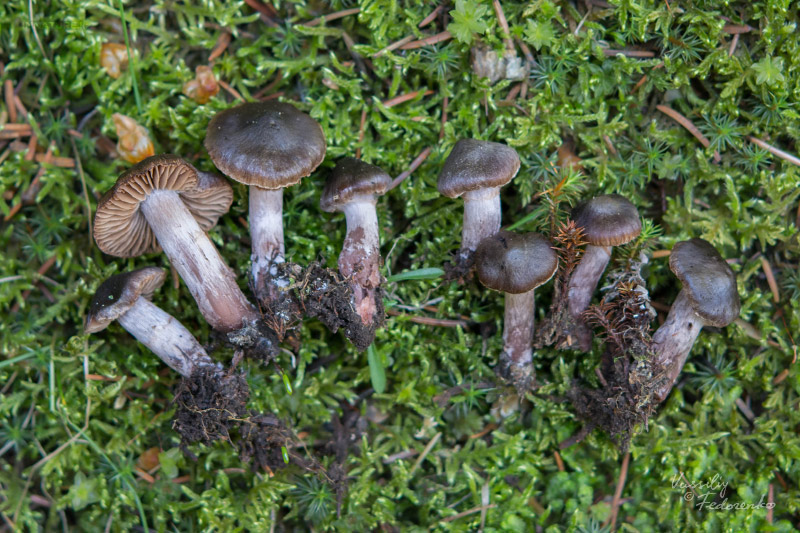 cortinarius_04_1.jpg