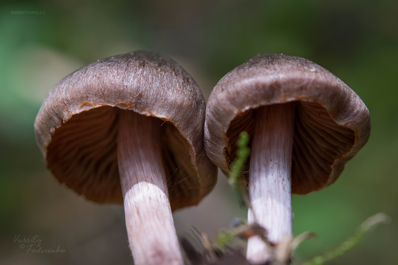 cortinarius_05.jpg