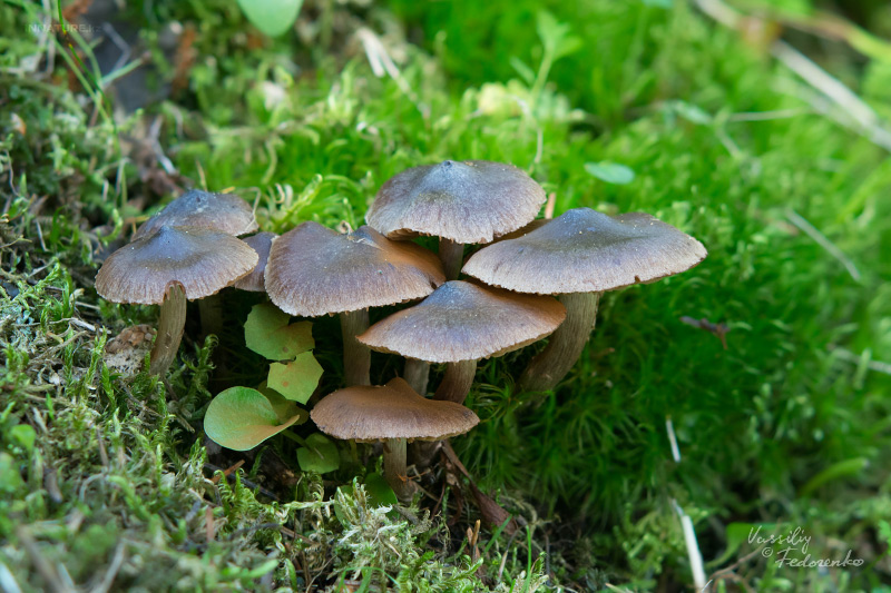 cortinarius_05_1.jpg