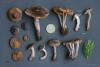 cortinarius_05_2_t1.jpg