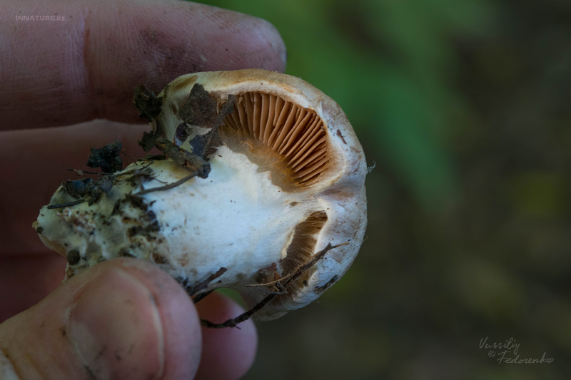 cortinarius_05_3.jpg