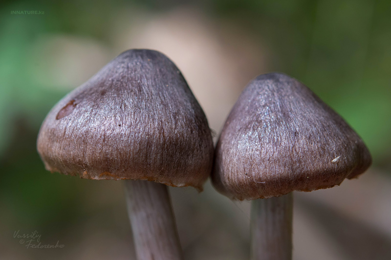 cortinarius_06.jpg