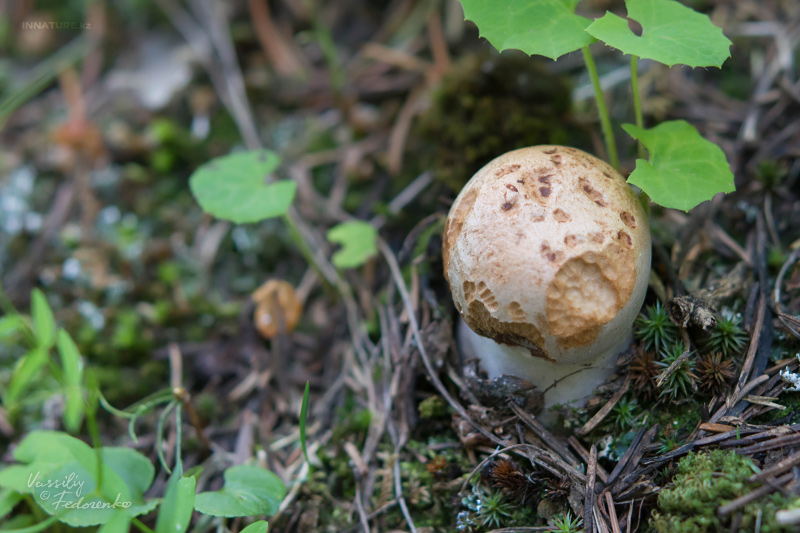 cortinarius_06_1.jpg