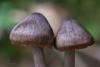 cortinarius_06_t1.jpg