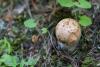 cortinarius_06_t1_1.jpg