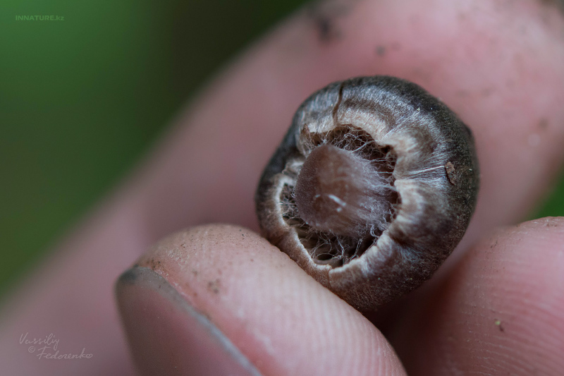 cortinarius_07.jpg
