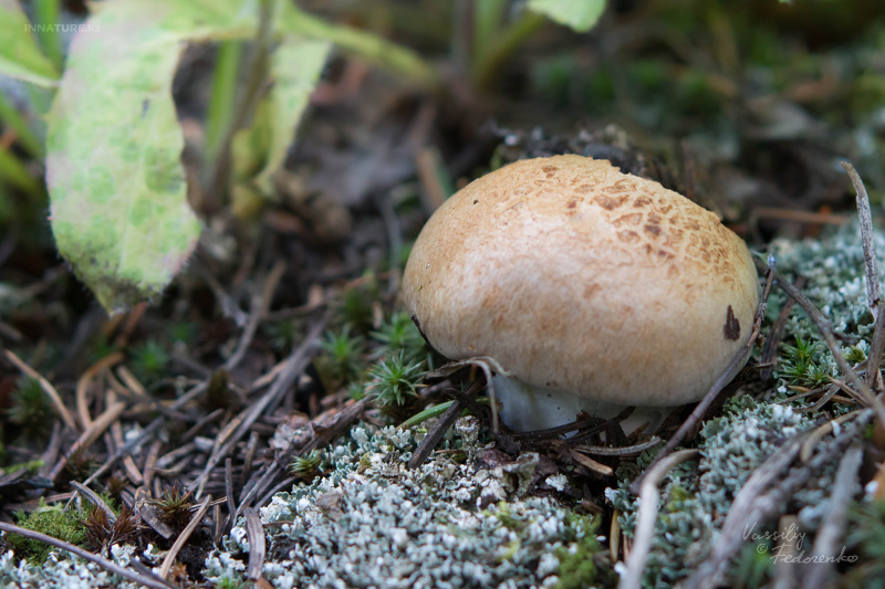 cortinarius_07_1.jpg