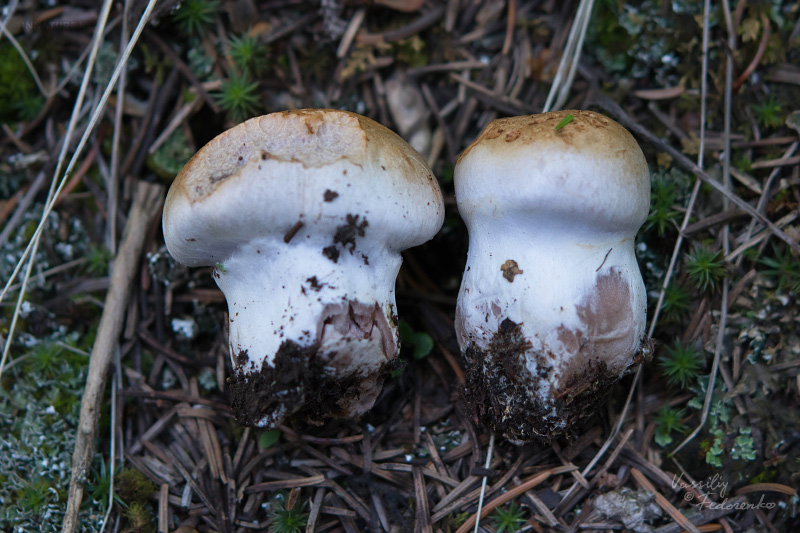 cortinarius_08.jpg