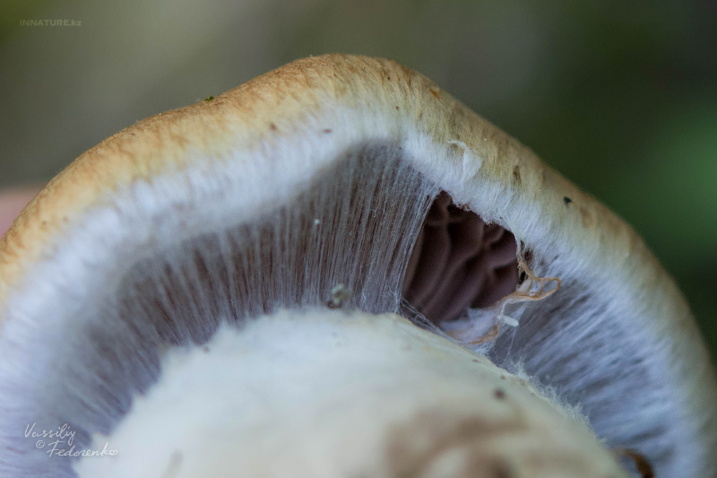 cortinarius_09.jpg