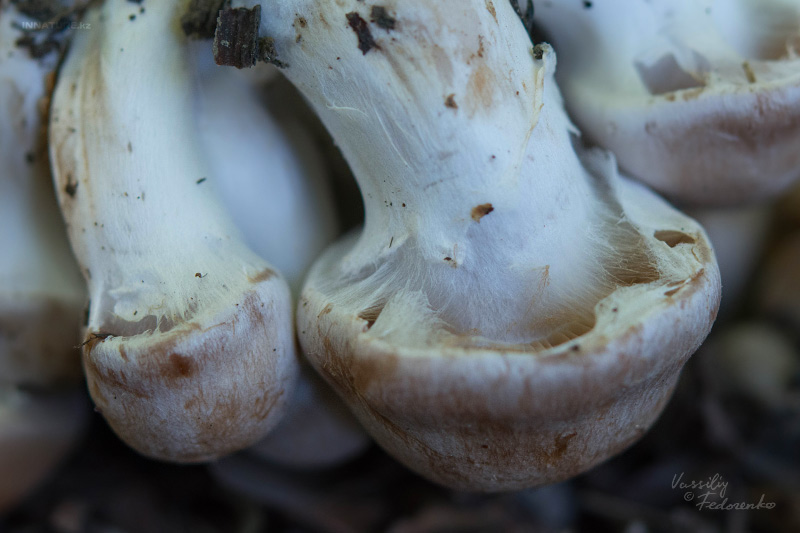cortinarius_09_1.jpg