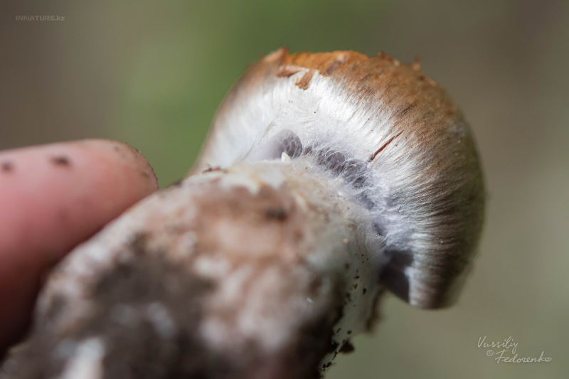 cortinarius_10.jpg