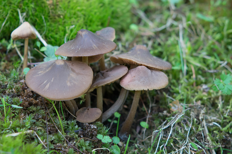 entoloma-vernum_01.jpg