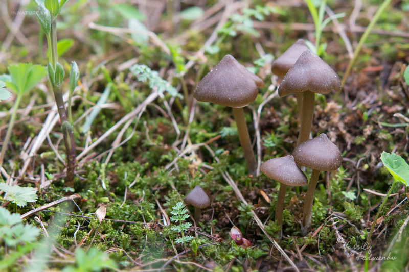 entoloma_02.jpg