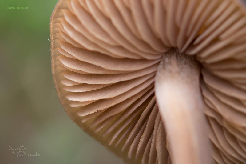 entoloma_03.jpg