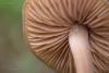 entoloma_03_t1.jpg