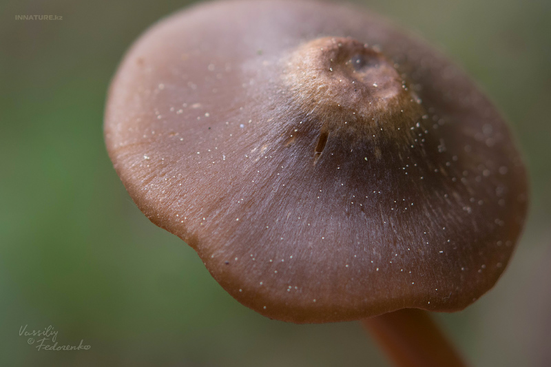 entoloma_04.jpg