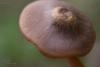 entoloma_04_t1.jpg