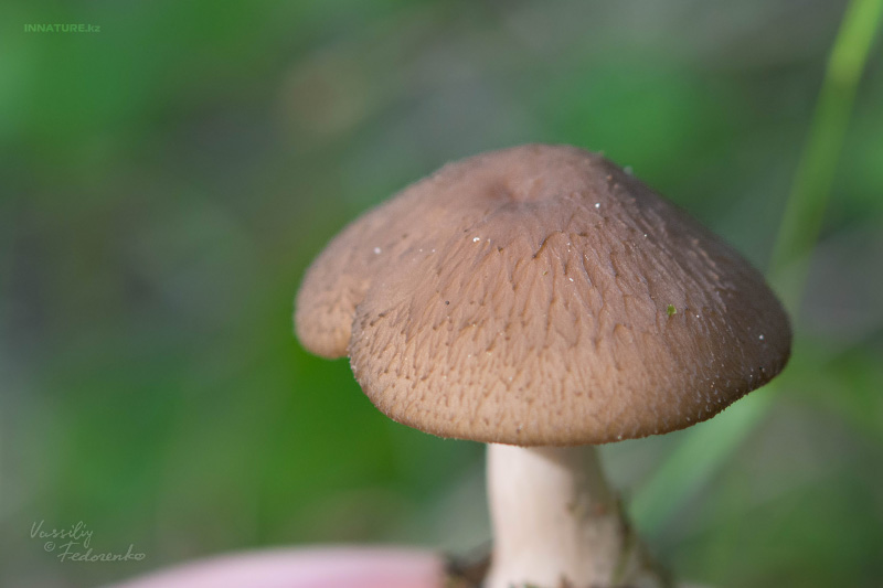 fungi_02.jpg