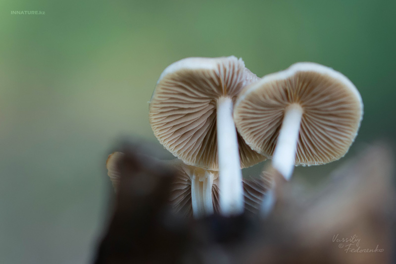 fungi_02_1.jpg