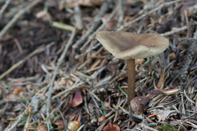 fungi_07.jpg