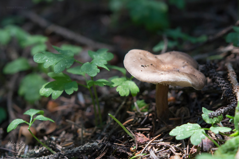 fungi_08.jpg