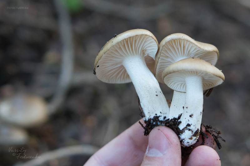 hygrophorus_02.jpg