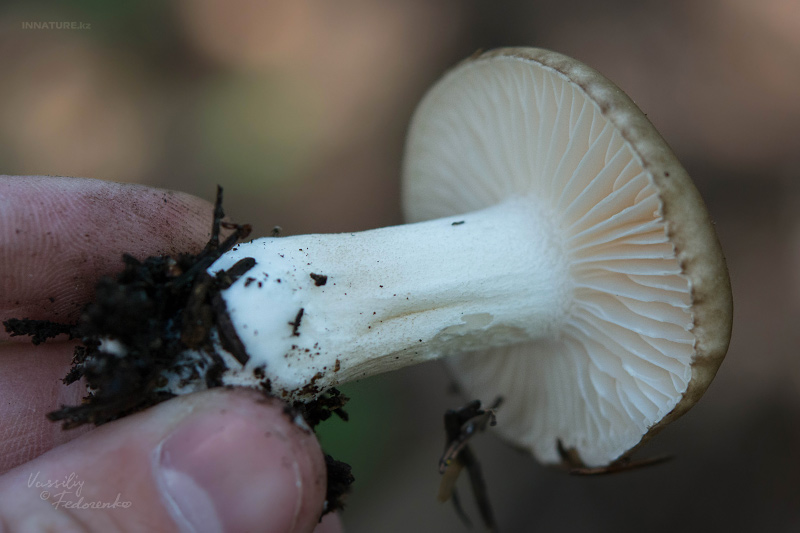 hygrophorus_03.jpg