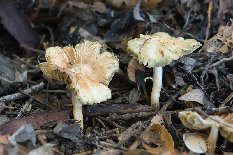 inocybe_01_1.jpg