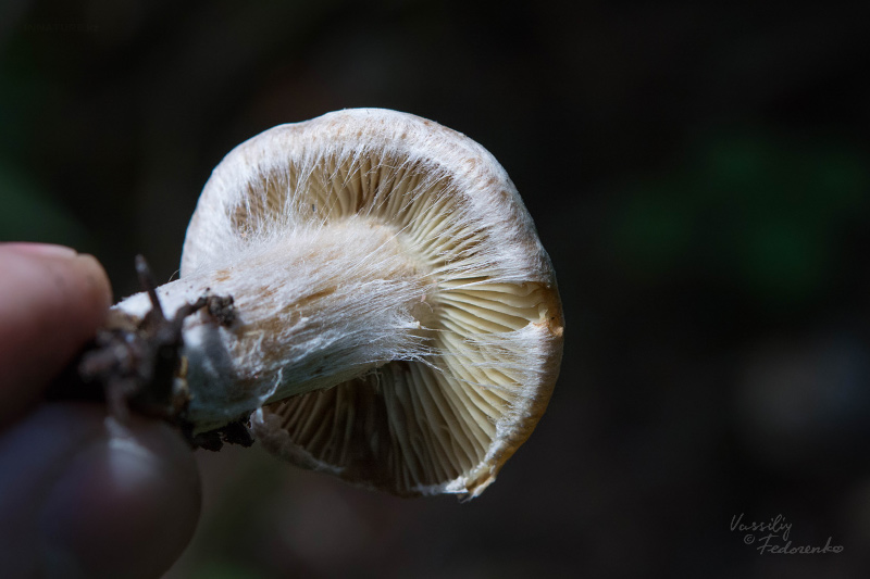 inocybe_02.jpg