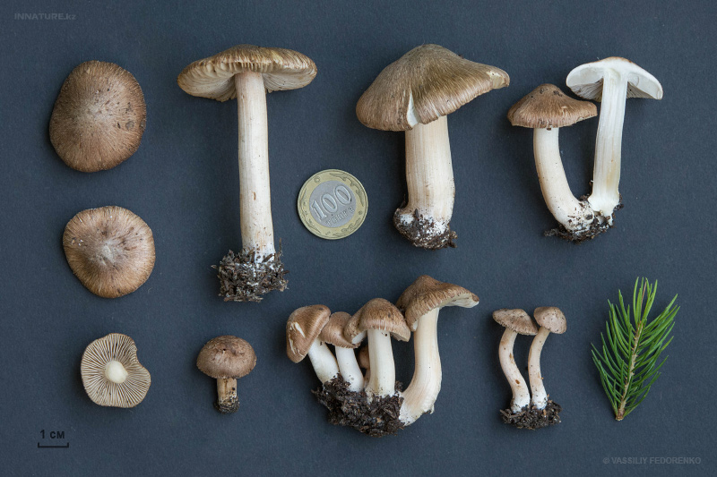 inocybe_04_2.jpg