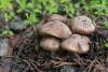 inocybe_04_t1.jpg