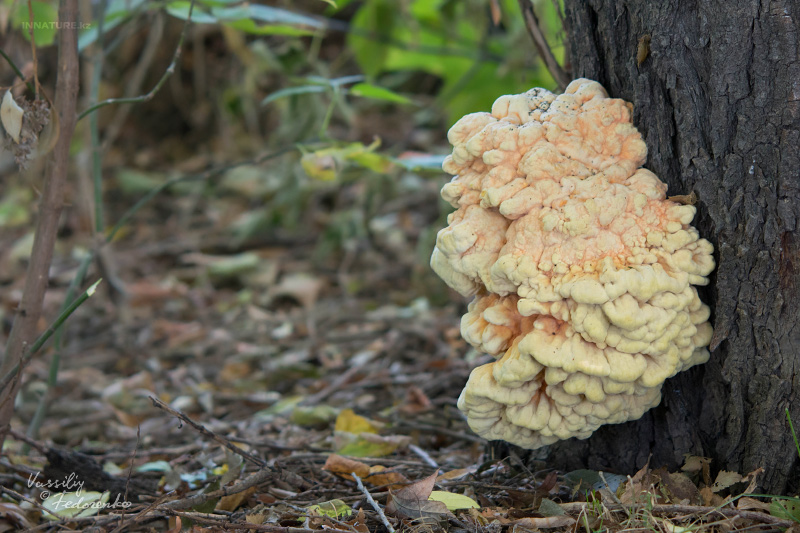 laetiporus-sulphureus_01.jpg