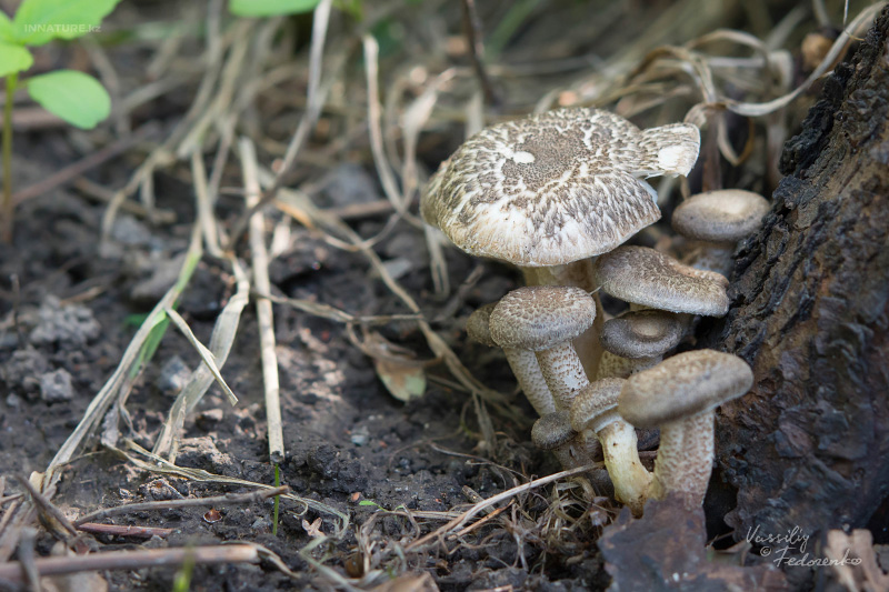 lentinus-01.jpg